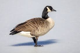 grey geese